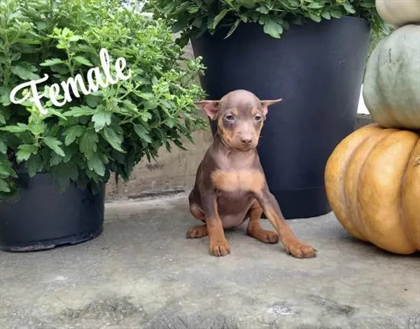 Female Min Pin puppy named Xena for sale at The Puppy Palace CT.