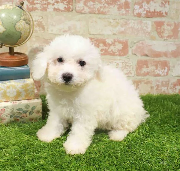 Female Bichon puppy for sale at The Puppy Palace CT.
