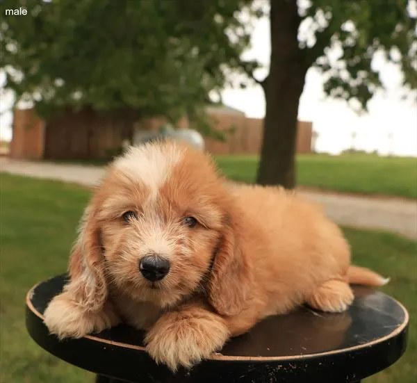 Male Dachshund puppy named Pluto for sale at The Puppy Palace CT.
