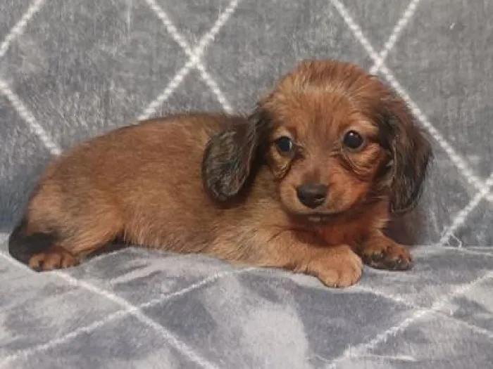 Female Mini Dachshund puppy named Clover for sale at The Puppy Palace CT.