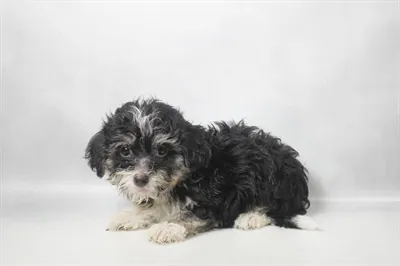 Female Havanese puppy for sale at The Puppy Palace CT.