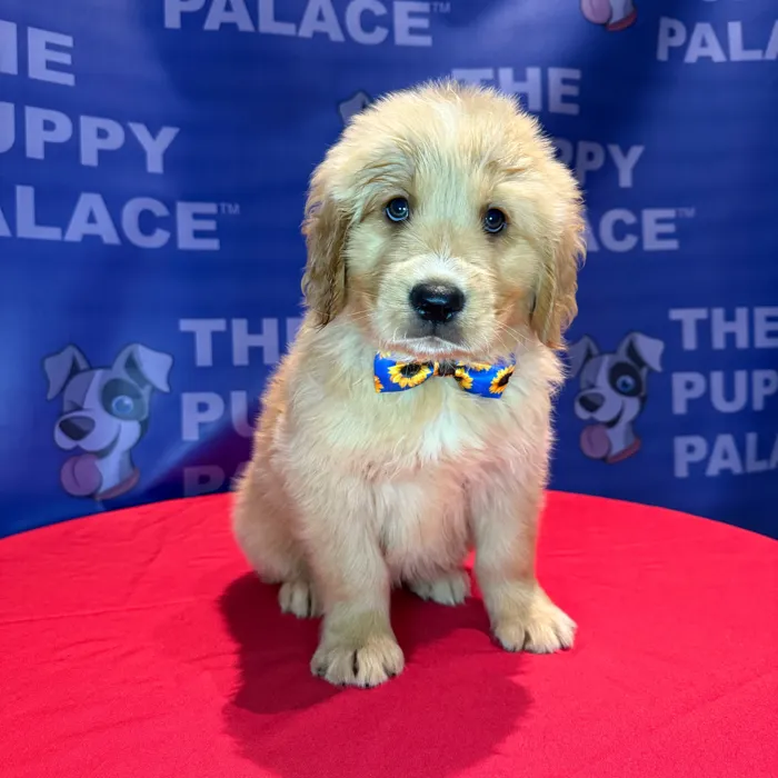 Male Golden Retriever puppy named Kylo for sale at The Puppy Palace CT.