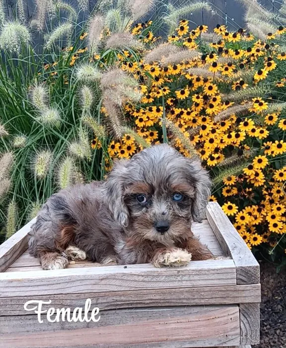 Female Cavapoo puppy named Ruthie for sale at The Puppy Palace CT.