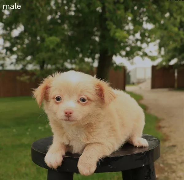 Male Chihuahua puppy named Chico for sale at The Puppy Palace CT.