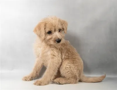 Female Poodle puppy named Willow for sale at The Puppy Palace CT.