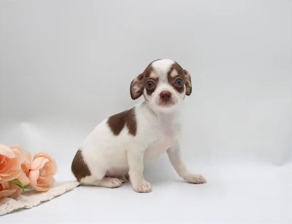 Male Chihuahua puppy named Rio for sale at The Puppy Palace CT.