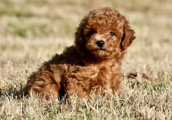 Male Poodle puppy named Baxter for sale at The Puppy Palace CT.