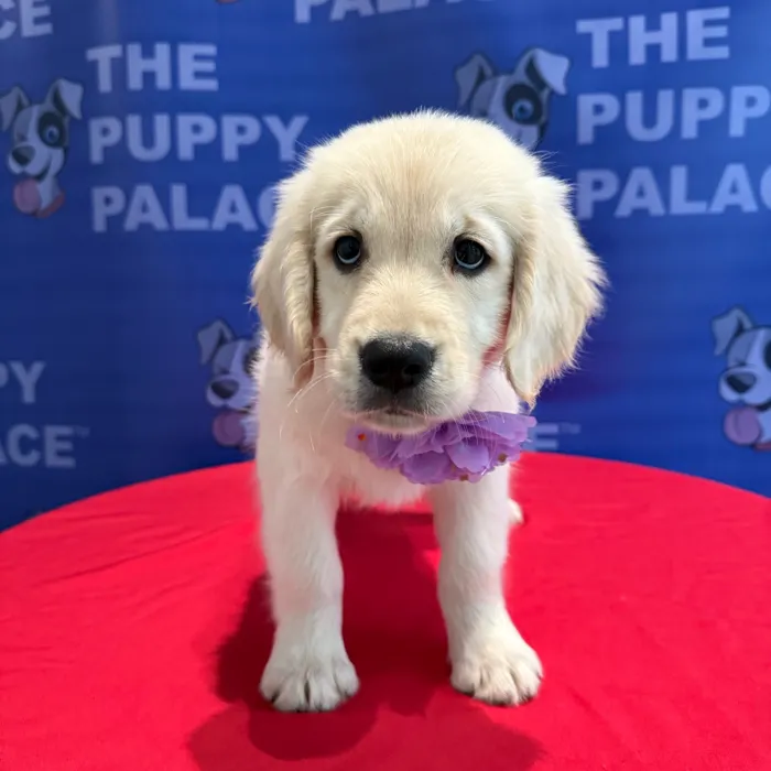 Female Golden Retriever puppy named Callie for sale at The Puppy Palace CT.