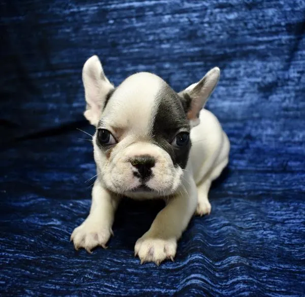 Male French Bulldog puppy named Gus for sale at The Puppy Palace CT.