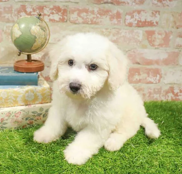 Male Bichon puppy named Bodie for sale at The Puppy Palace CT.