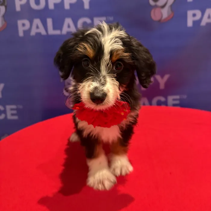 Female Aussiedoodle puppy named Faye for sale at The Puppy Palace CT.