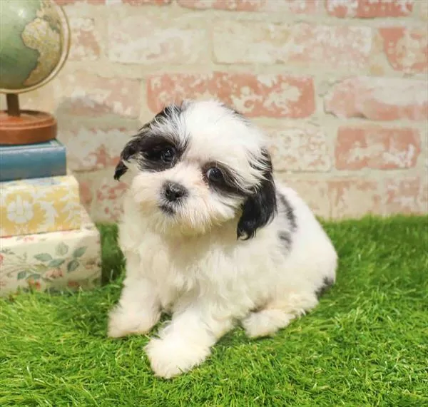 Female Teddy Bear puppy for sale at The Puppy Palace CT.
