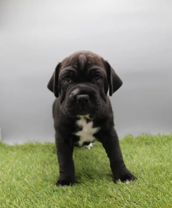 Male Mini Hippo puppy named Dallas for sale at The Puppy Palace CT.