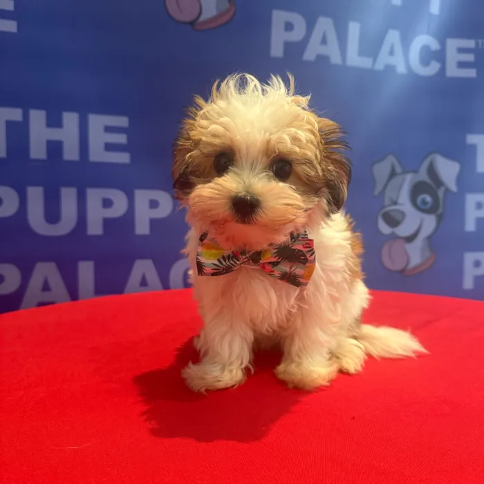Male Morkie puppy named Walter for sale at The Puppy Palace CT.