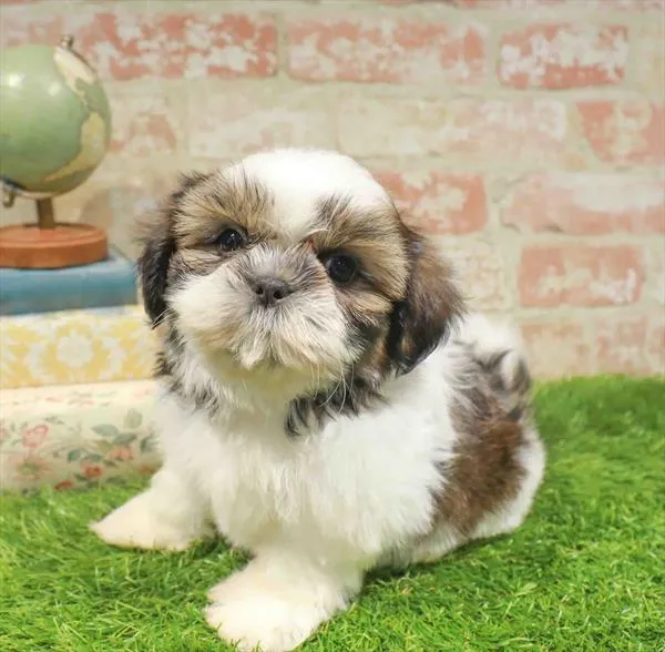 Female Teddy Bear puppy for sale at The Puppy Palace CT.