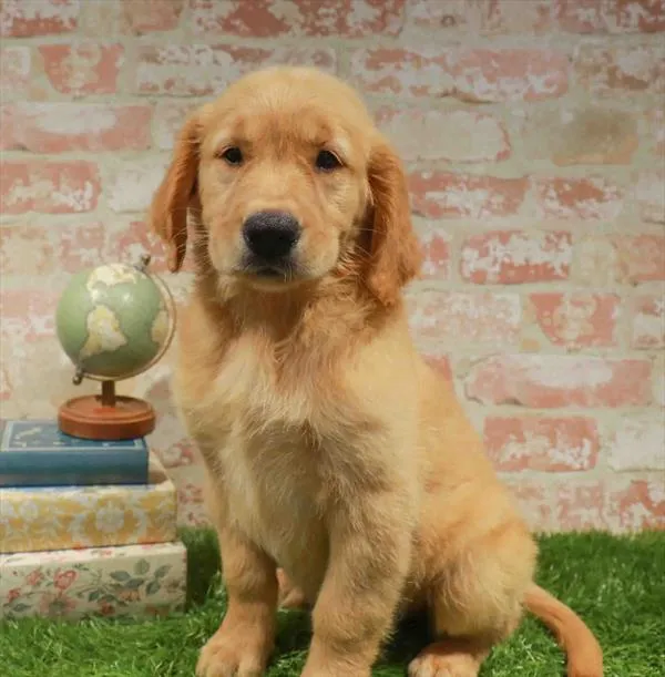 Female Golden Retriever puppy for sale at The Puppy Palace CT.
