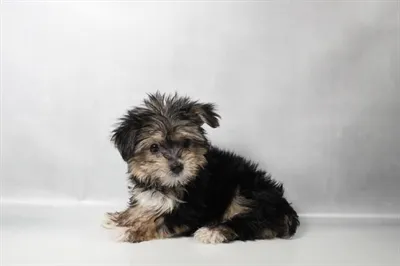 Female Morkie puppy named Bea for sale at The Puppy Palace CT.
