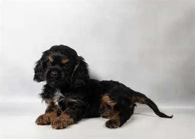 Female Cockalier puppy named Paisley for sale at The Puppy Palace CT.