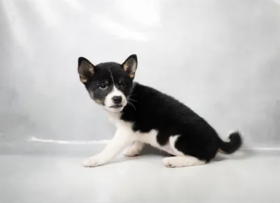 Female Shiba Inu puppy named Suki for sale at The Puppy Palace CT.