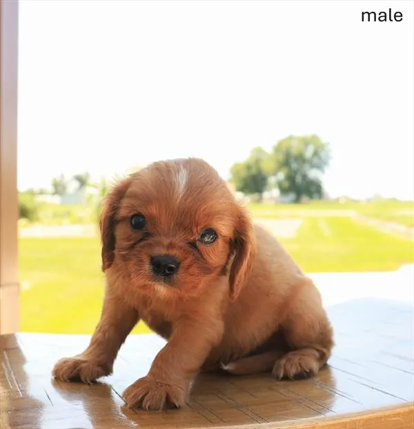 Male Cavalier King Charles Spaniel puppy named Charlie for sale at The Puppy Palace CT.