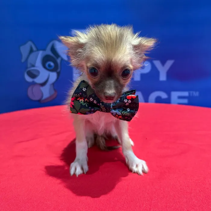 Male Chihuahua puppy named Chester for sale at The Puppy Palace CT.