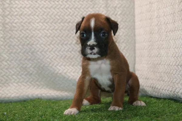 Male Boxer puppy for sale at The Puppy Palace CT.
