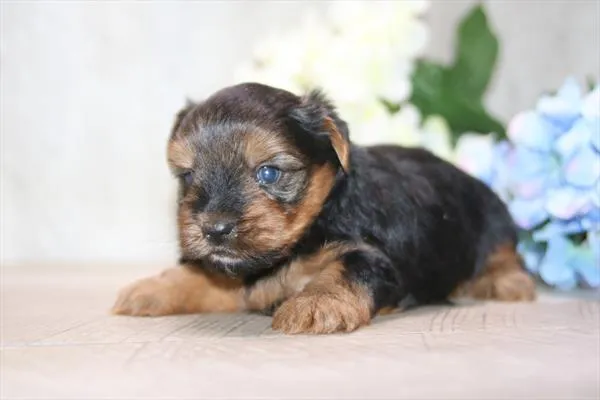 Male Yorkie puppy named Shaggy for sale at The Puppy Palace CT.