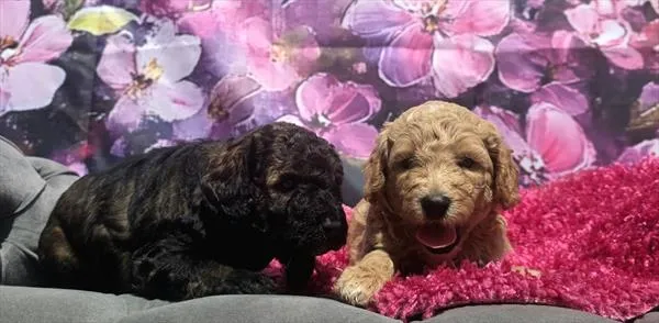 Female Mini Goldendoodle puppy named Honey for sale at The Puppy Palace CT.