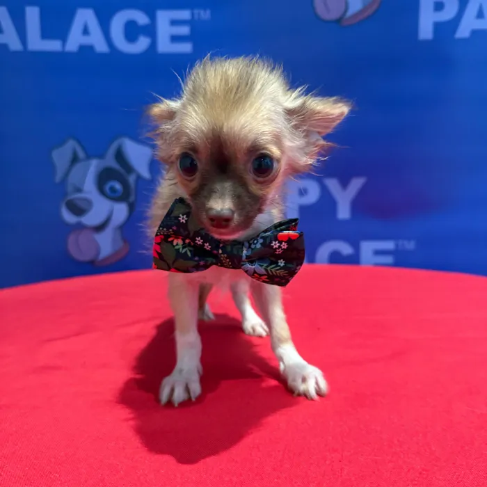 Male Chihuahua puppy named Chester for sale at The Puppy Palace CT.