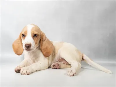 Female Beagle puppy named Molly for sale at The Puppy Palace CT.