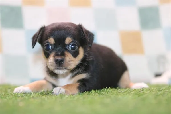 Female Chihuahua puppy named Bitsy for sale at The Puppy Palace CT.