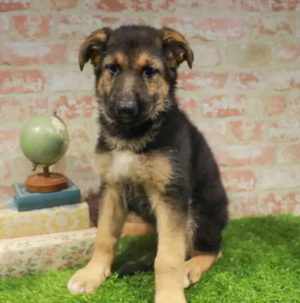 Female Hybrid puppy for sale at The Puppy Palace CT.