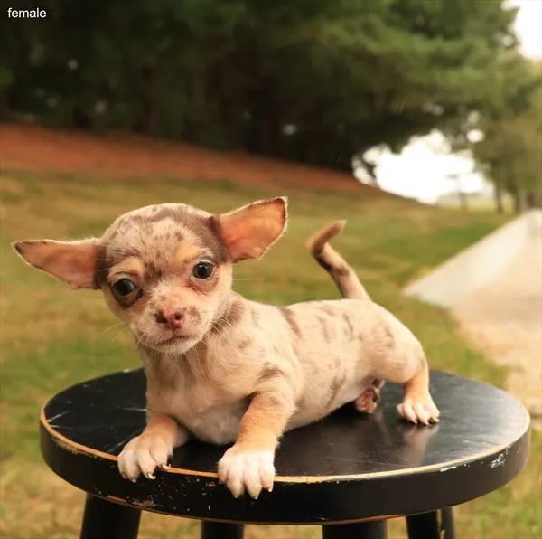 Female Chihuahua puppy named Lulu for sale at The Puppy Palace CT.