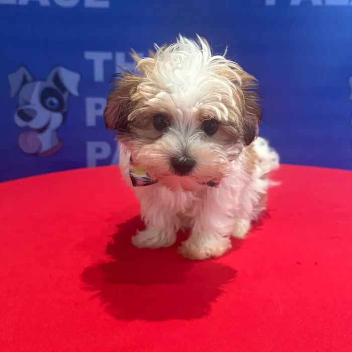 Male Morkie puppy named Walter for sale at The Puppy Palace CT.