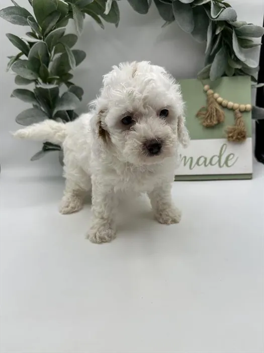 Male Maltipoo puppy named Billie for sale at The Puppy Palace CT.