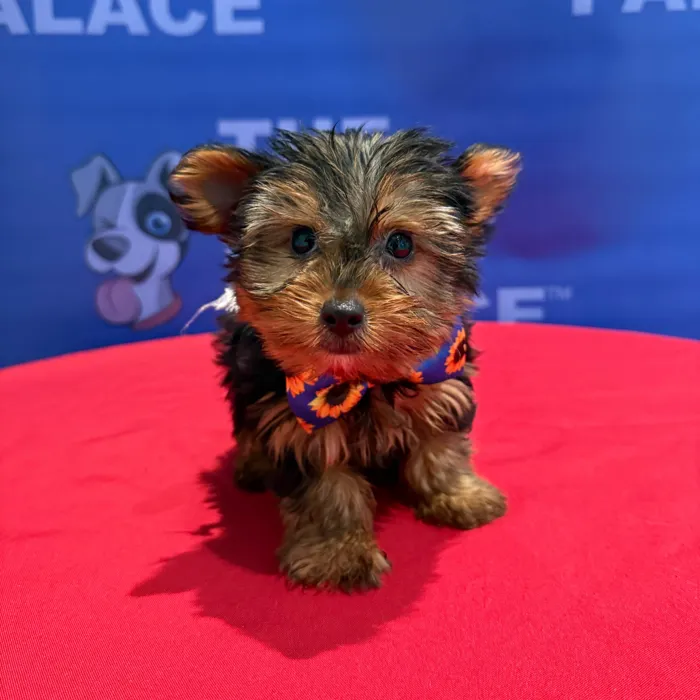 Male Yorkie puppy named Josh for sale at The Puppy Palace CT.