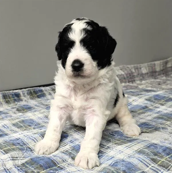 Male Goldendoodle puppy named Onyx for sale at The Puppy Palace CT.