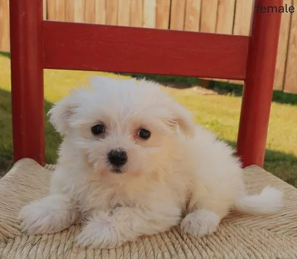 Female Maltese puppy named Pearl for sale at The Puppy Palace CT.