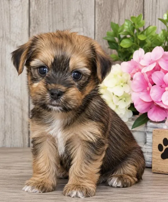 Female Shorkie puppy for sale at The Puppy Palace CT.