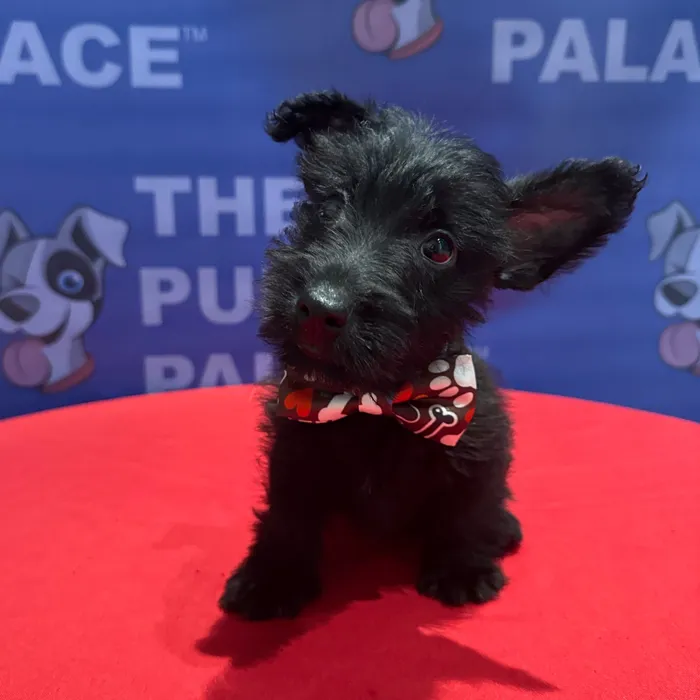 Male Scottish Terrier puppy named Bryce for sale at The Puppy Palace CT.