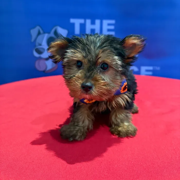 Male Yorkie puppy named Josh for sale at The Puppy Palace CT.