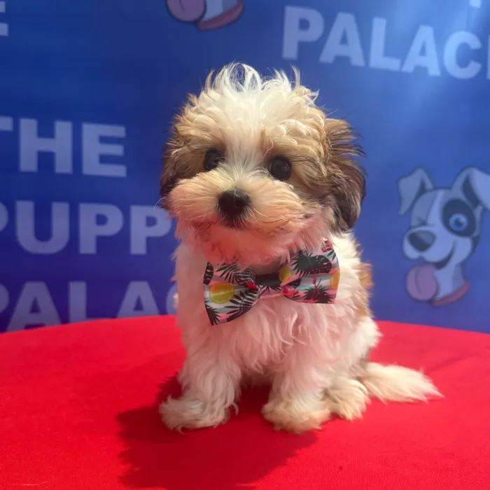 Male Morkie puppy named Walter for sale at The Puppy Palace CT.