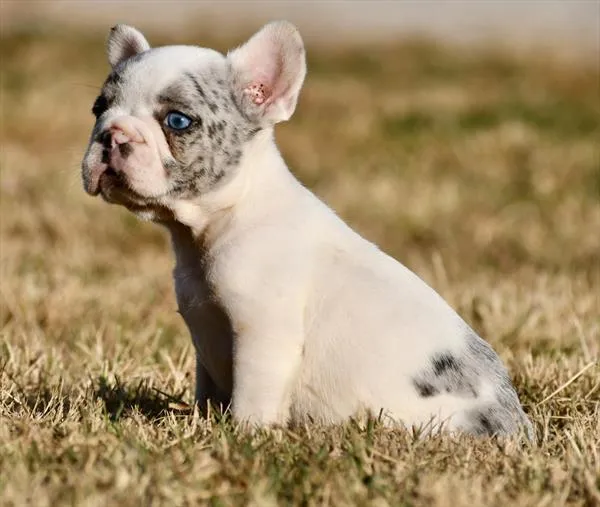 Male French Bulldog puppy named Hugo for sale at The Puppy Palace CT.
