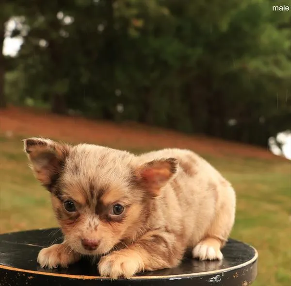 Male Chihuahua puppy named Teddy for sale at The Puppy Palace CT.