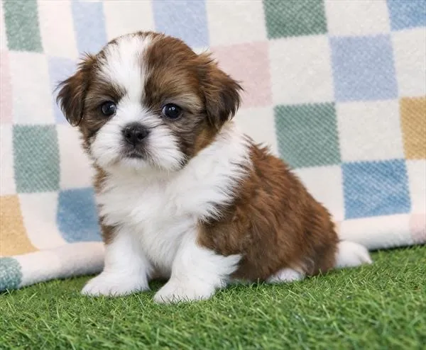 Female Shih Tzu puppy for sale at The Puppy Palace CT.