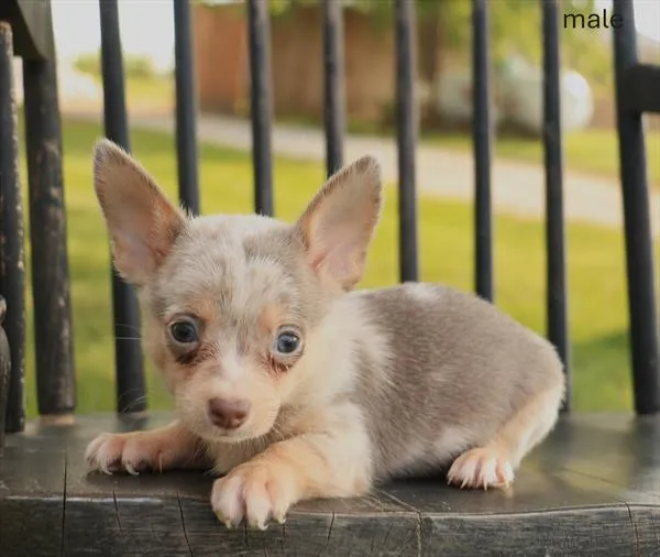Male Chihuahua puppy named Bruno for sale at The Puppy Palace CT.