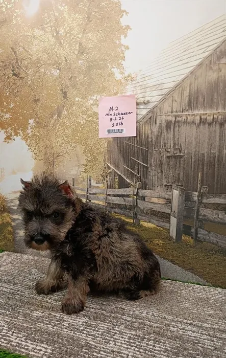 Male Mini Schnauzer puppy named Fitz for sale at The Puppy Palace CT.