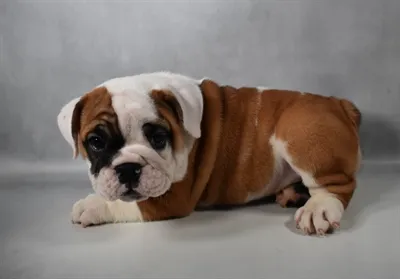 Male English Bulldog puppy named Cliff for sale at The Puppy Palace CT.