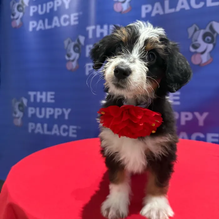 Female Aussiedoodle puppy named Faye for sale at The Puppy Palace CT.