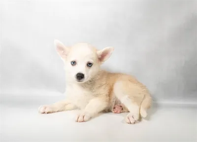 Male Pomsky puppy named Glacier for sale at The Puppy Palace CT.